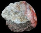 Pennsylvanian Aged Red Agatized Horn Coral - Utah #46724-1